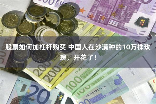 股票如何加杠杆购买 中国人在沙漠种的10万株玫瑰，开花了！
