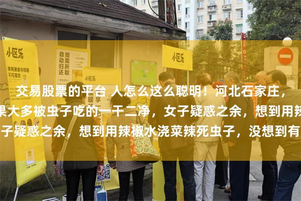交易股票的平台 人怎么这么聪明！河北石家庄，一女子在家种青菜，结果大多被虫子吃的一干二净，女子疑惑之余，想到用辣椒水浇菜辣死虫子，没想到有奇效